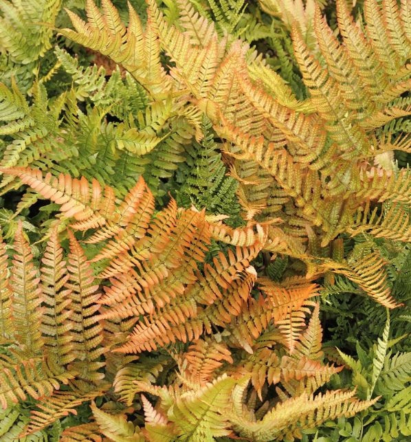 Autumn Fern Brilliance 1gal