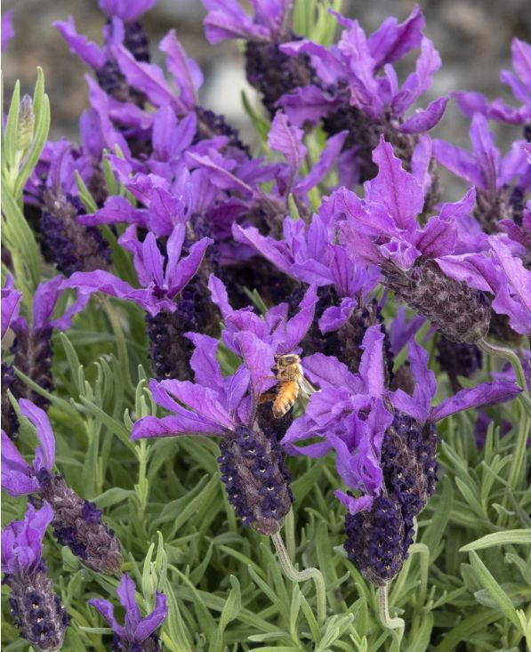 Lavender Javelin Forte Deep Purple 1 gal