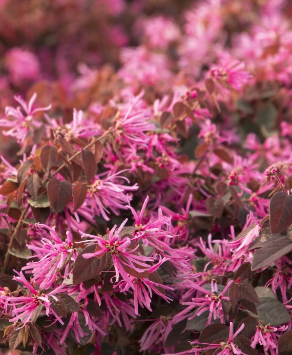 Loropetalum Sizzle pink 2 gal