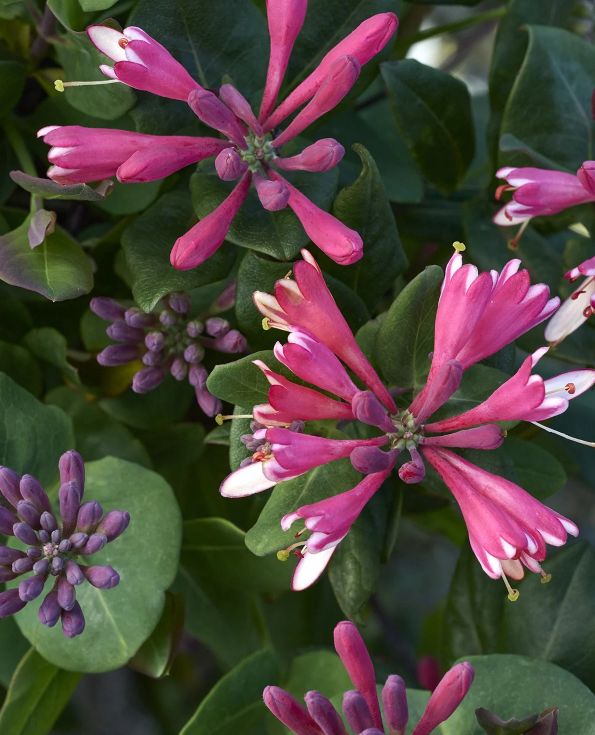 Honeysuckle Gold Flame 2 gal