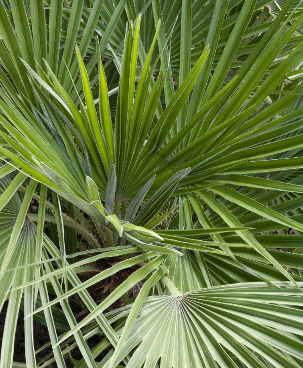 Mediterranean Fan Palm 5 gal