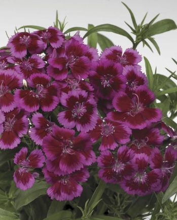 Dianthus Barbarini Red/rose bicolor 4"