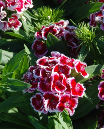 Dianthus Barbarini Red Picotee 4"