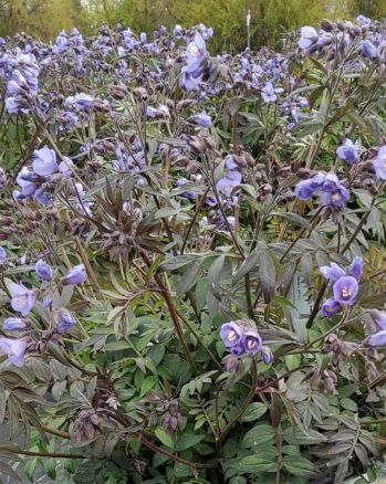 Polemonium Heaven Scent 1 gal