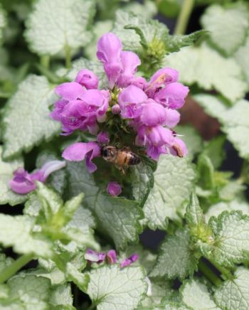 Lamium Orchid Frost 4"