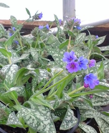 Pulmonaria Trevi Fountain Blue 1 gal