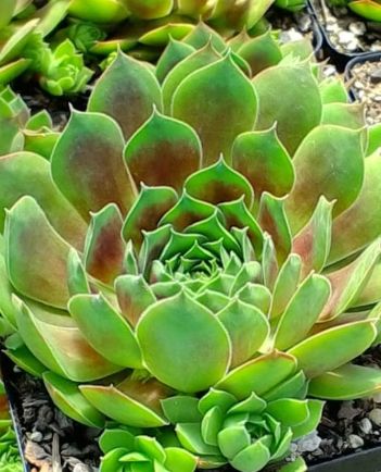 Sempervivum Cranberry Cocktail 4"