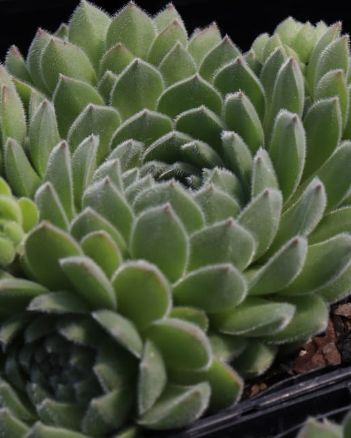 Sempervivum Sugar Shimmer 4"