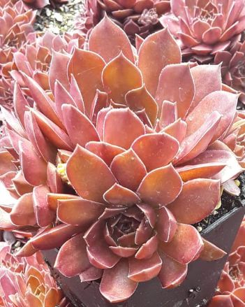 Sempervivum Chocolate Kiss 4"