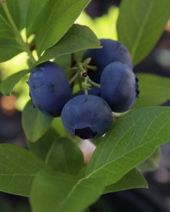 Blueberry Earliblue 1 gal