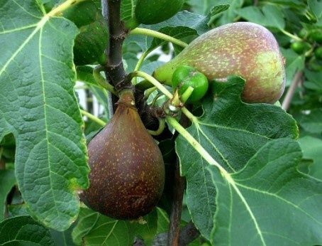 Fig Olympian 2 gal