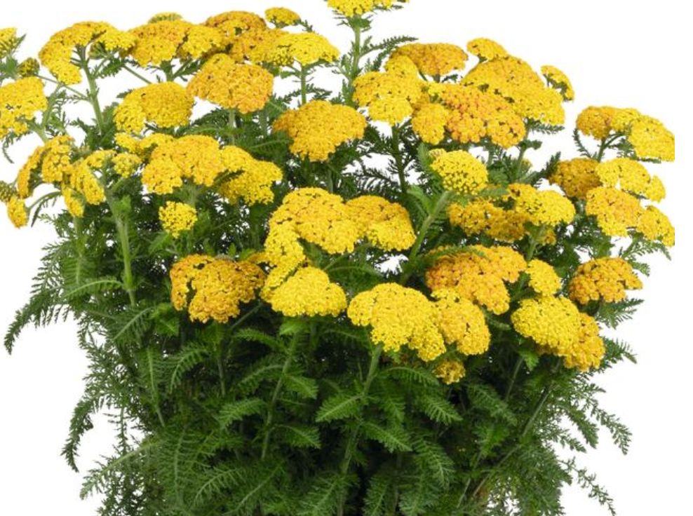 Yarrow Skysail Yellow 4"