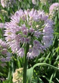 Allium Big Beauty Qt