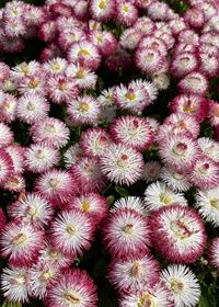 Bellis Habanera Red Tips 4"