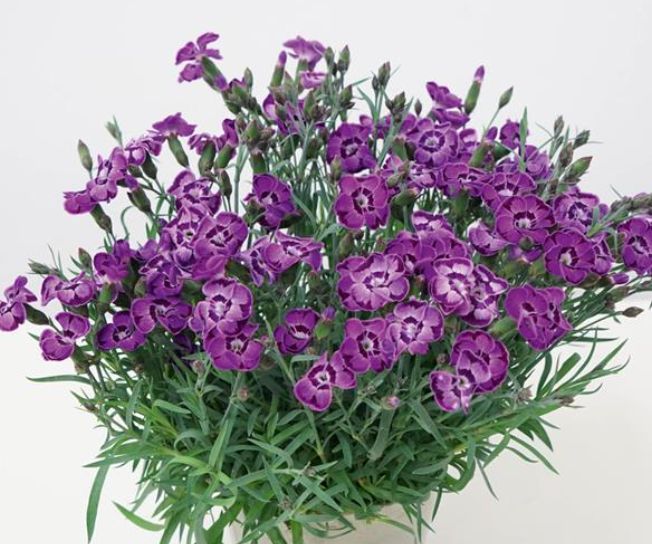 Dianthus Everlast Violet Blue Qt