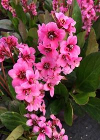 Bergenia Pink Dragonfly Qt