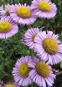 Erigeron Bountiful Qt
