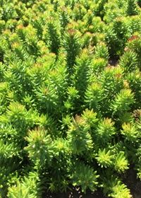 Sedum Pine Forest 4"