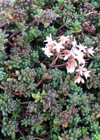 Sedum Black Pearl 4"