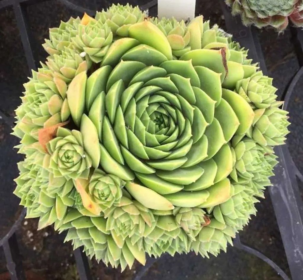 Sempervivum Colorockz Ruby Lime 4"