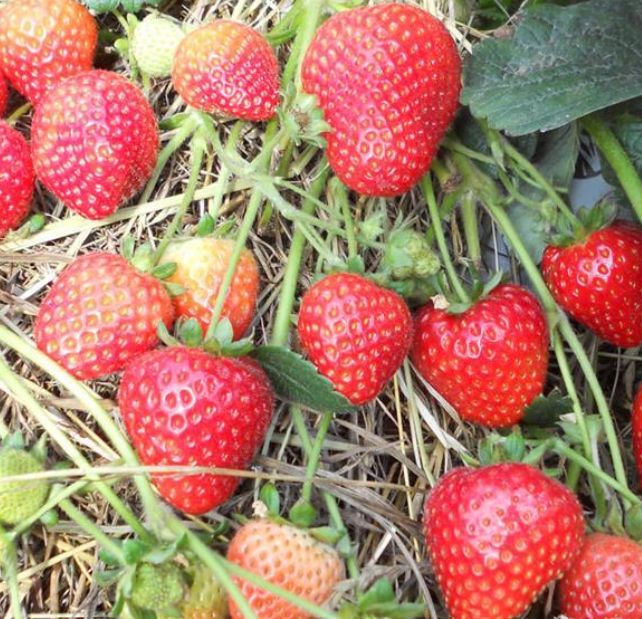 Strawberry Sweet Kiss 4"