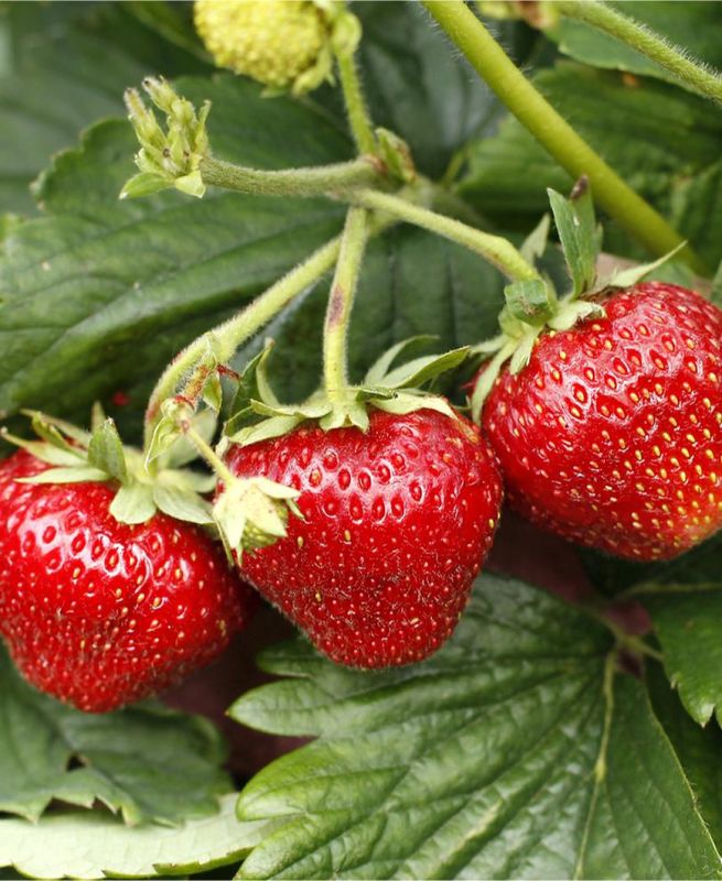 Strawberry Shuksan 4"