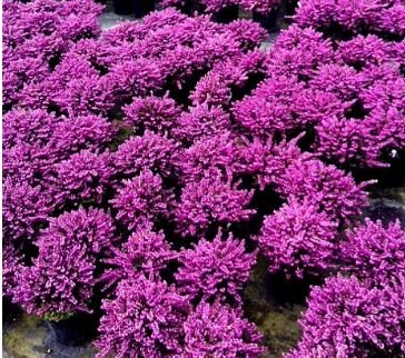 Erica Kraemers rote 4"