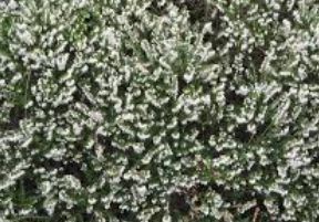 Erica Mediterranean White 4"