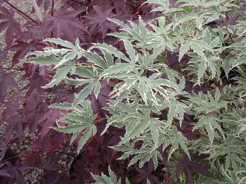 Japanese Maple Butterfly 5 gal