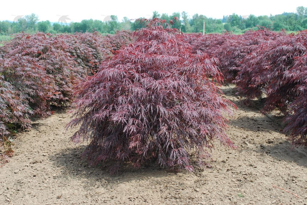 Japanese Maple Crimson Queen 2 gal