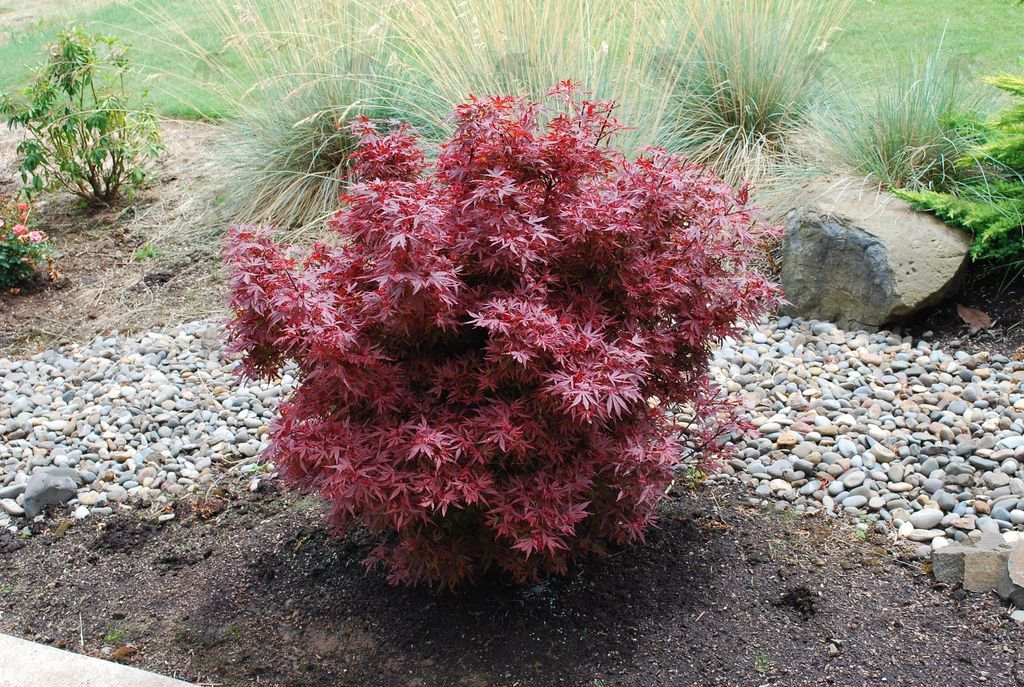 Japanese Maple Shaina 5 gal