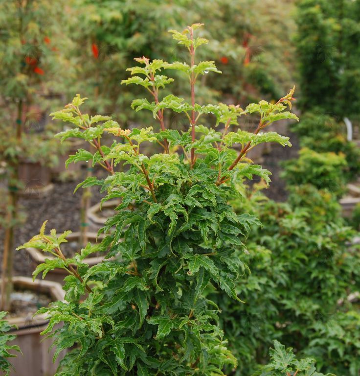 Japanese Maple Shishigashira 1 gal