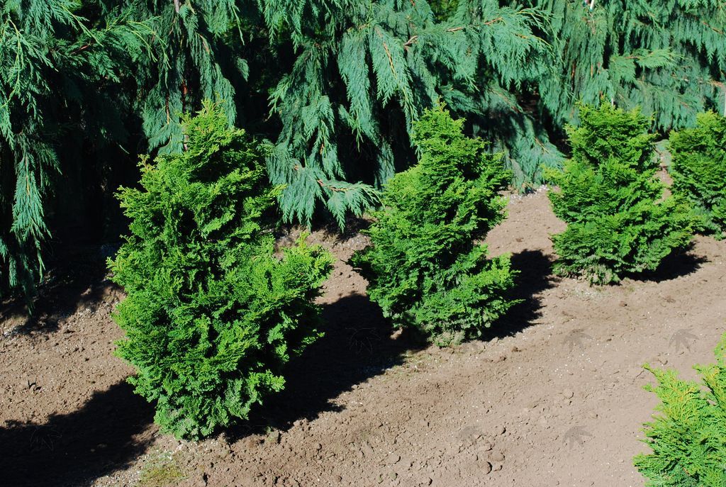 Hinoki Cypress Tempelhof 5 gal