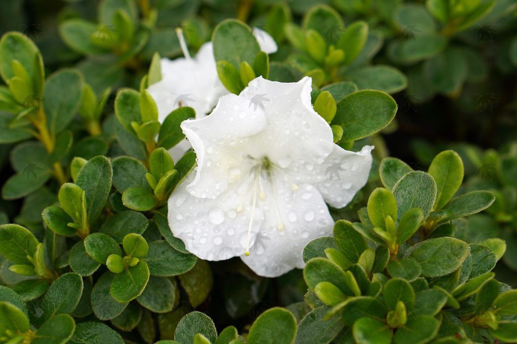 Azalea Encore Autumn Dove 3 gal