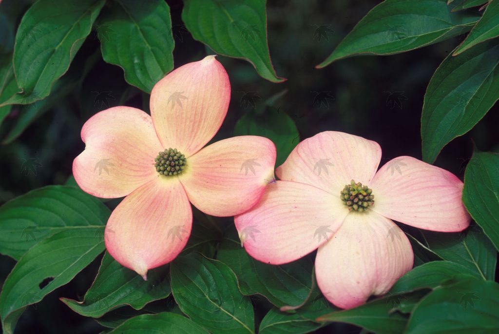 Dogwood Stellar Pink 1 gal