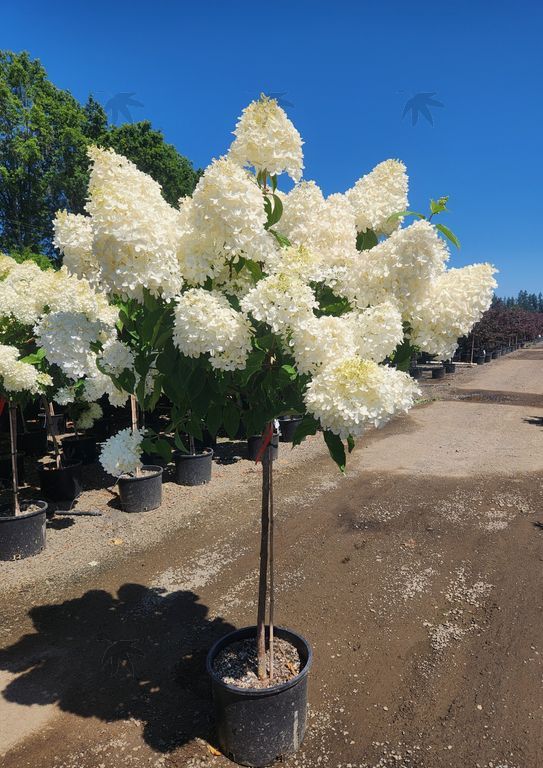 Hydrangea Tree Phantom 15 gal