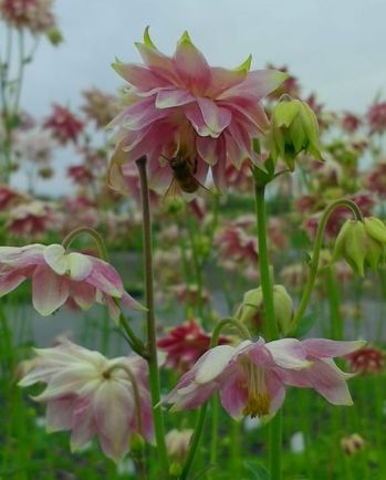 Columbine Nora Barlow 4"