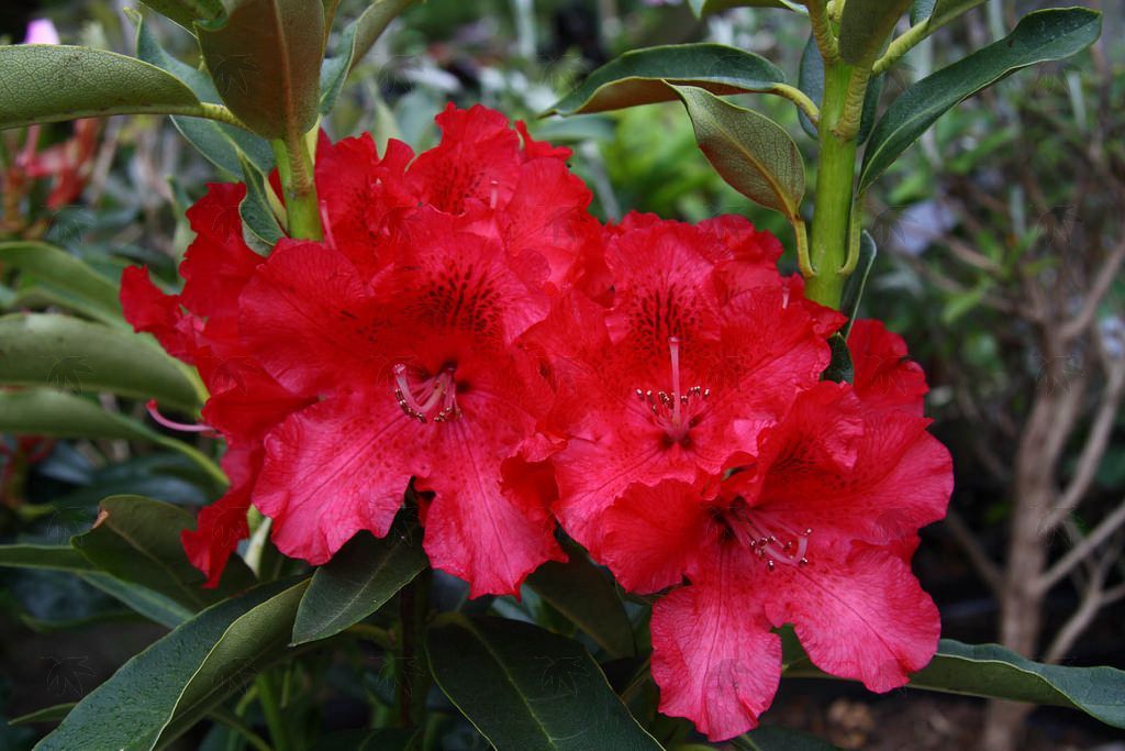 Rhody Jean Marie 1 gal