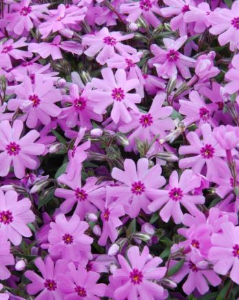 Phlox Fort Hill 4"