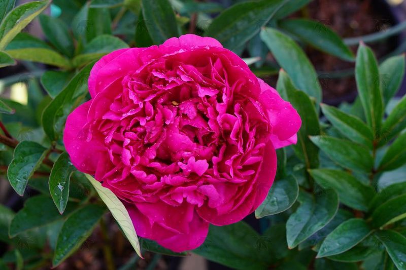 Peony Kansas 2 gal