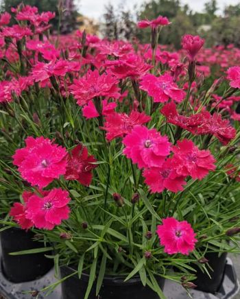 Dianthus Kahori Scarlet 4"