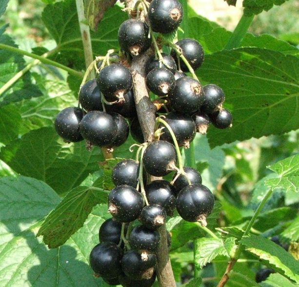 Ribes Ben Nevis Black Currant 2 gal