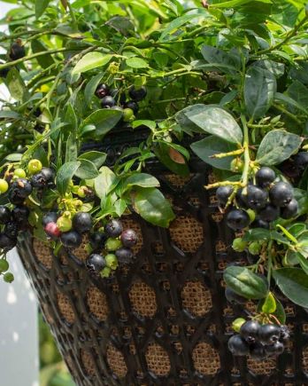 Blueberry Midnight Cascade 1 gal