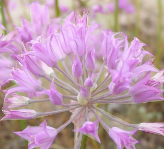 Allium Acuminatum 4"