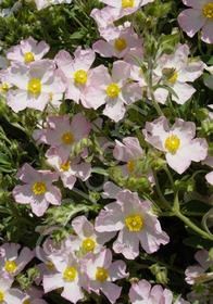 Cistus Silver Pink 1 gal