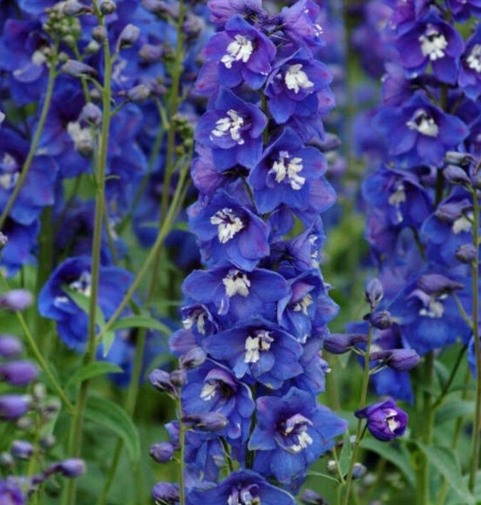 Delphinium Dasante Blue 4"