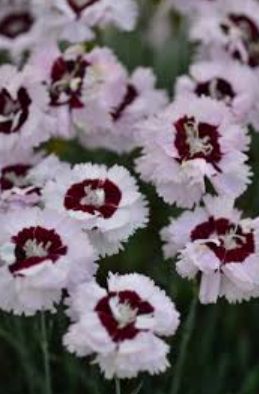 Dianthus Angel of Enlightenment Qt