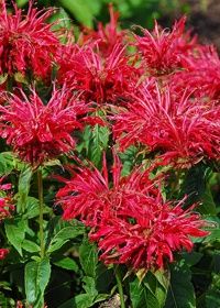 Monarda Fire Marshall 1 gal