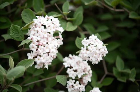 Korean Spice Viburnum 5 gal