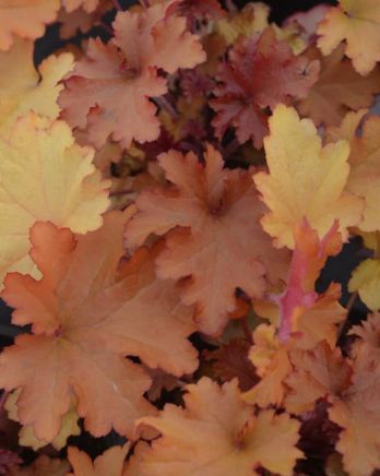 Huechera Zipper 1 gal